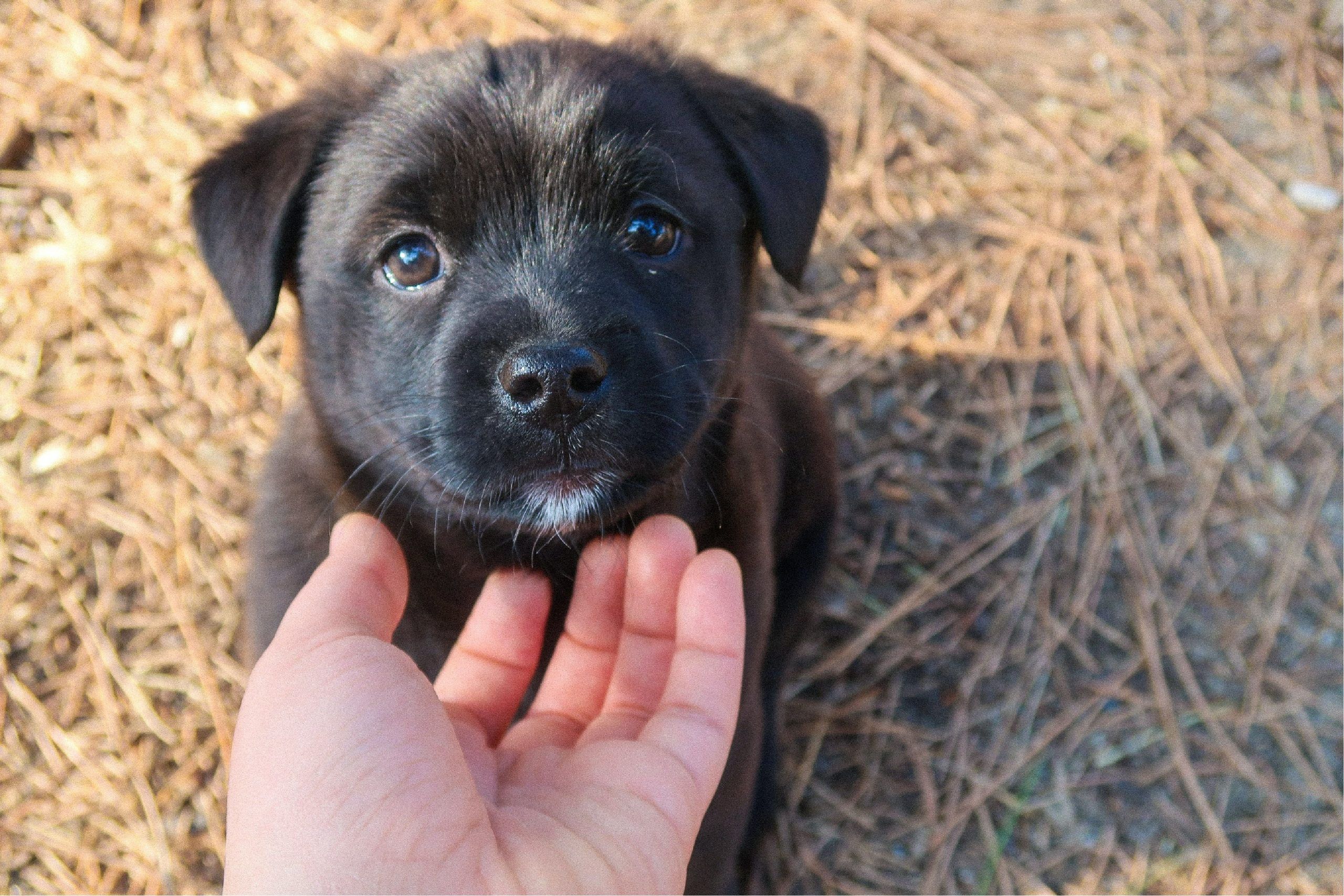 Puppy Grooming