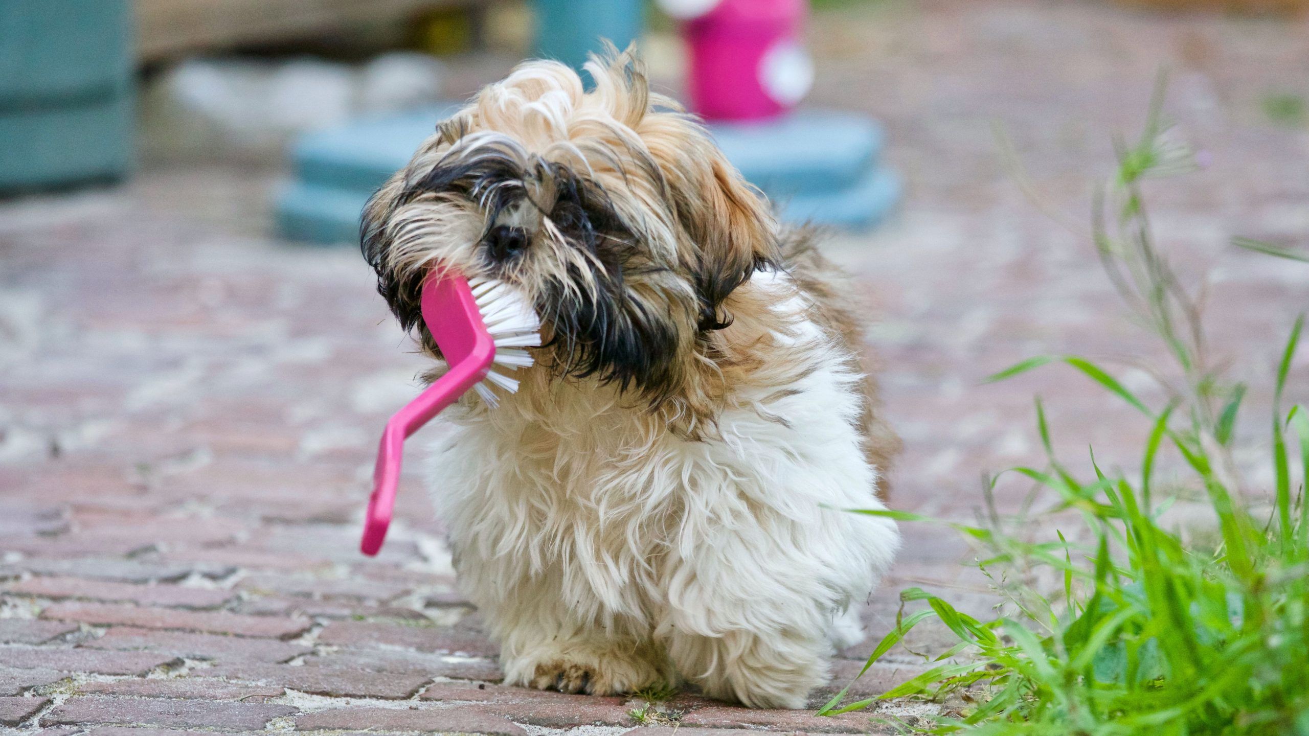 Dog Grooming