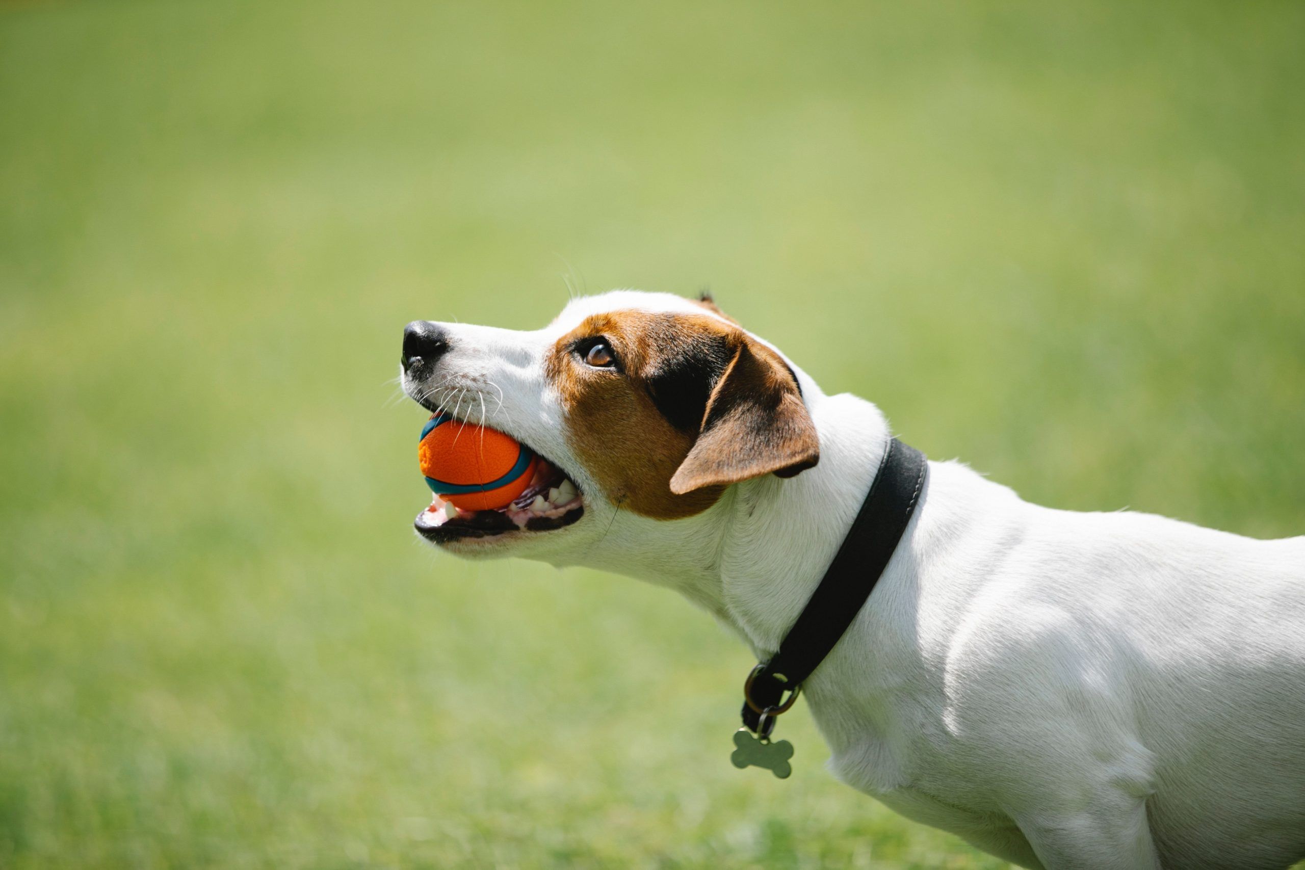 Dog Playing