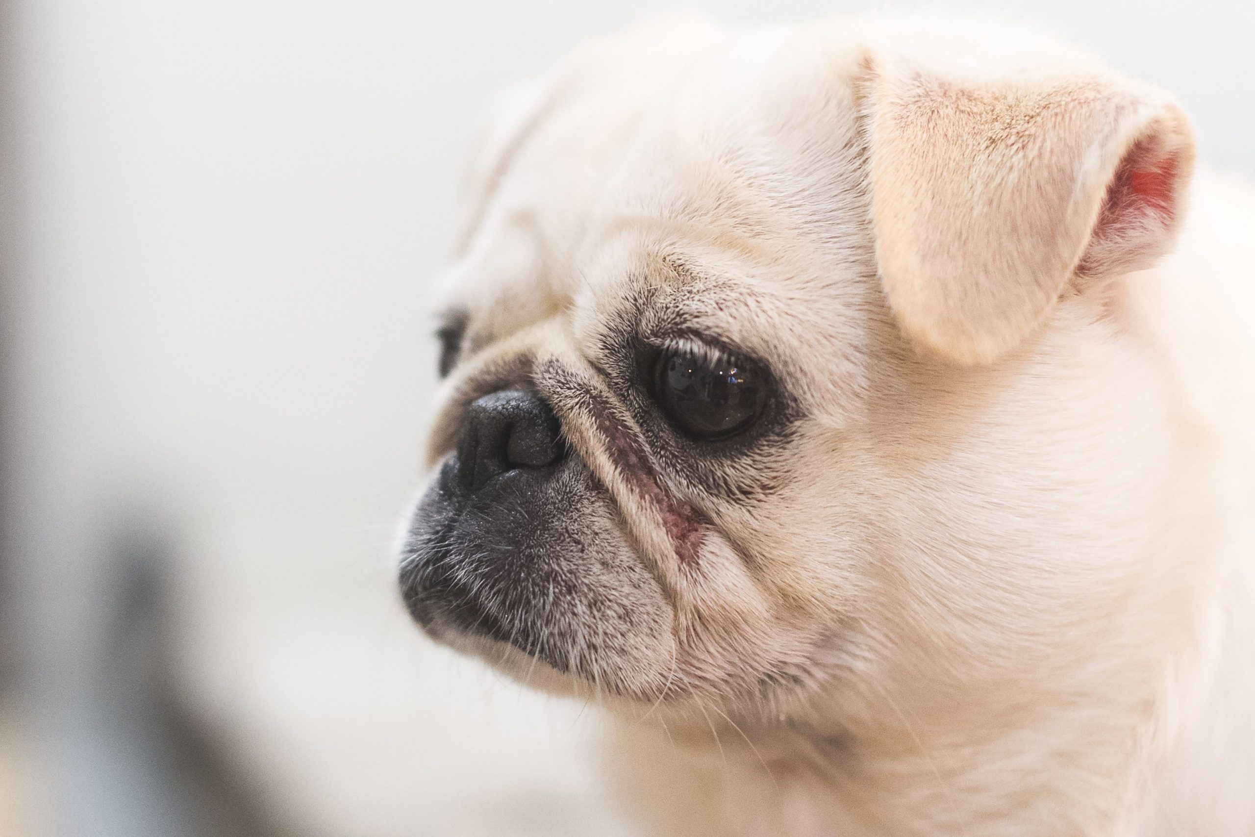 Sad Dog
