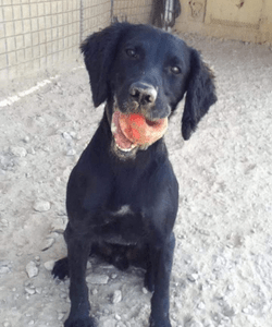 Archie the Dog