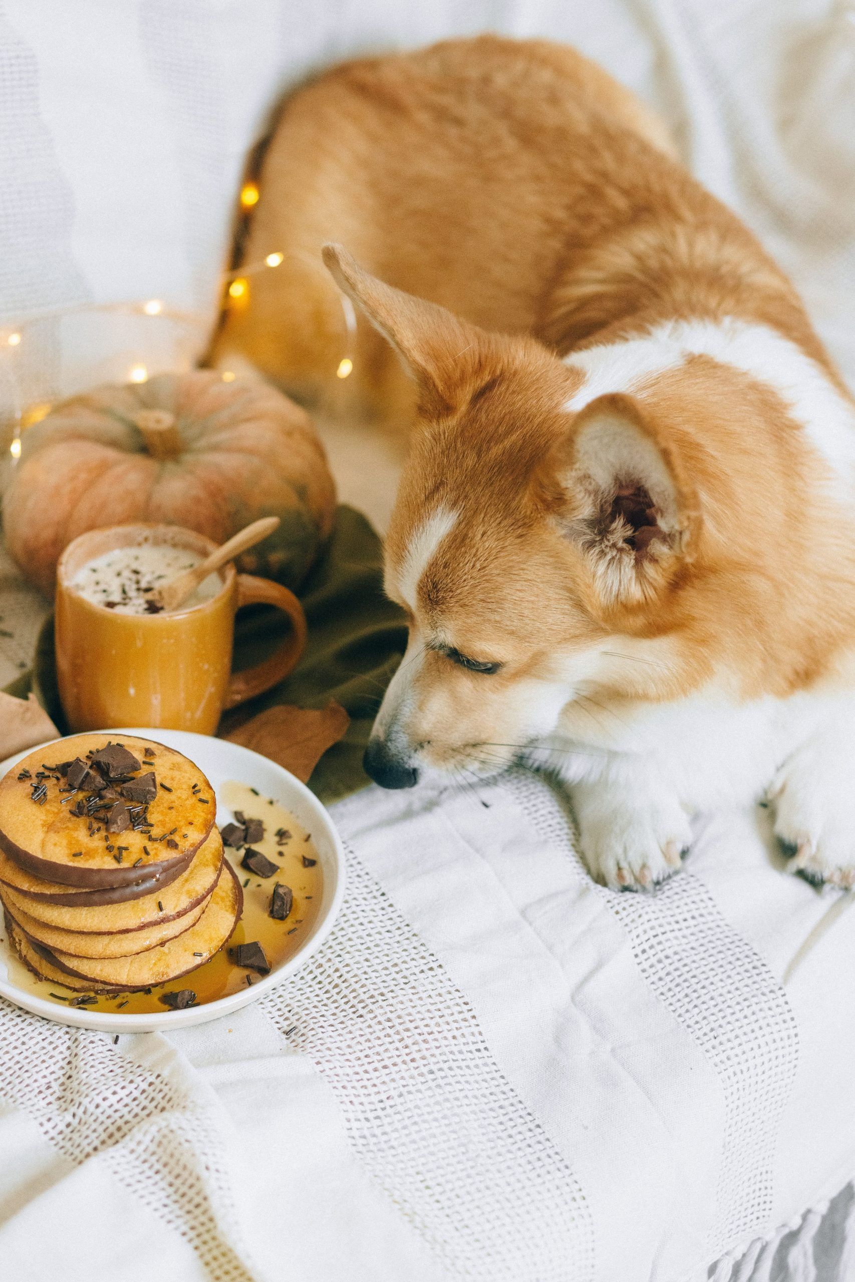 Dog with Biscuits