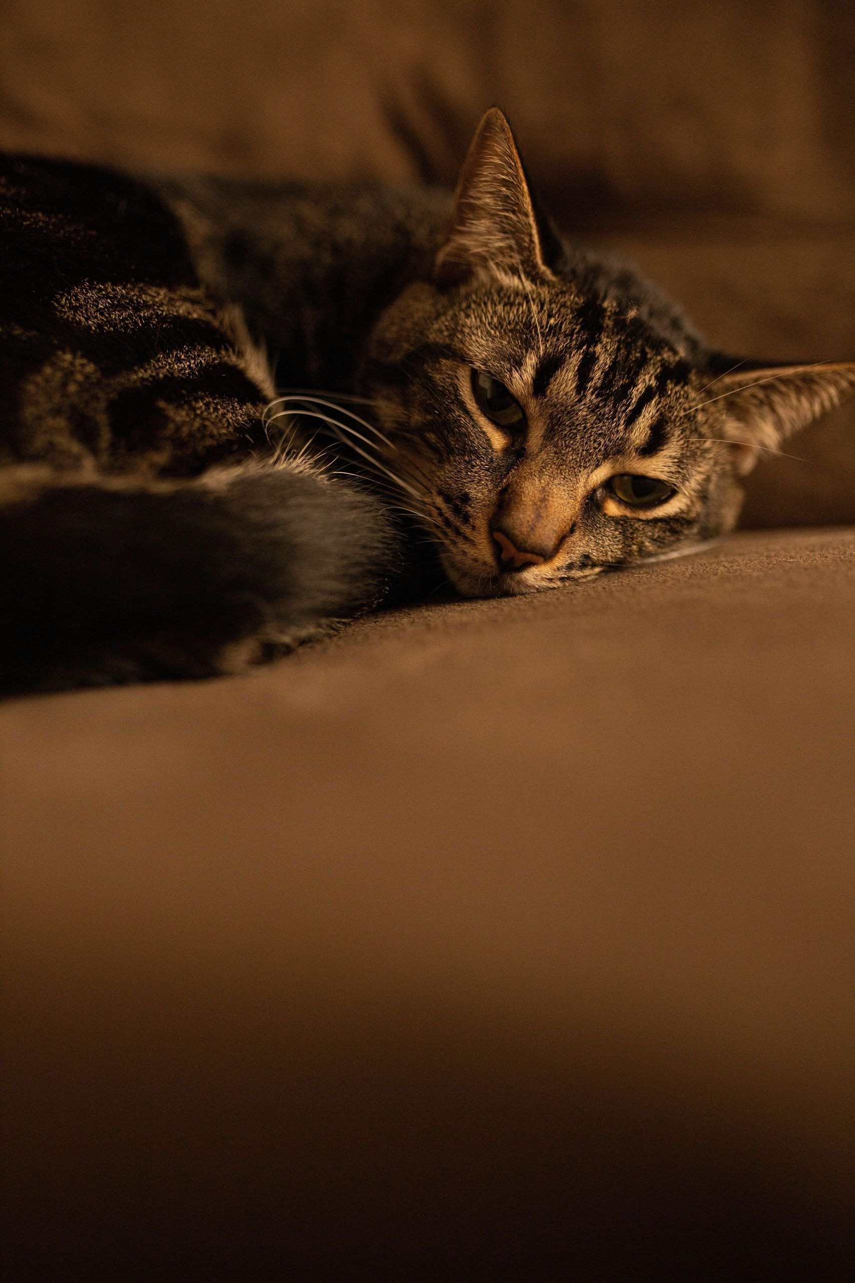 Rusty the Cat