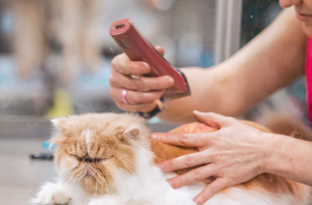 Grooming Image
