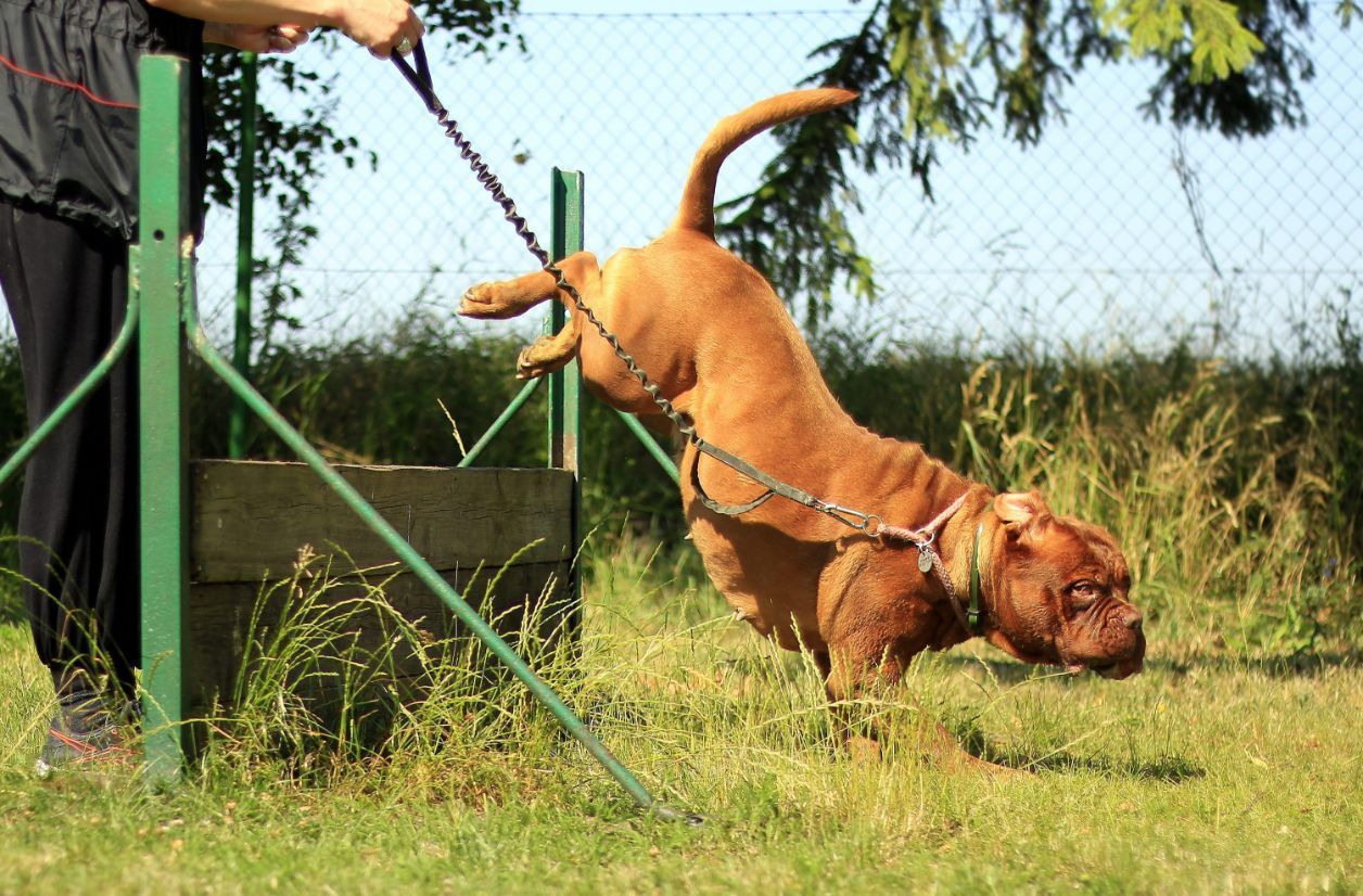 Training Image
