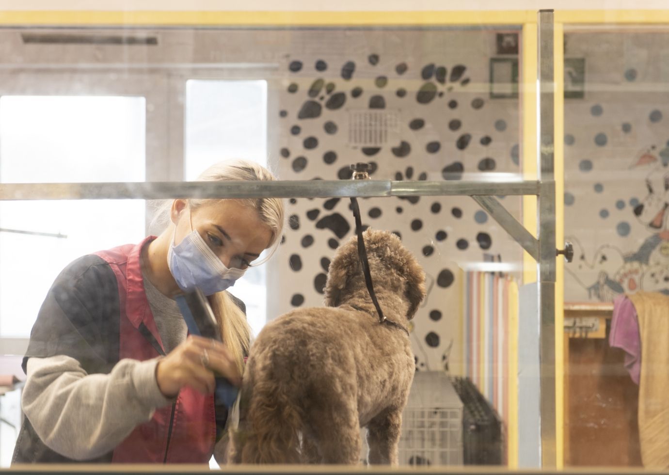 Picture of Dec's Pets Grooming