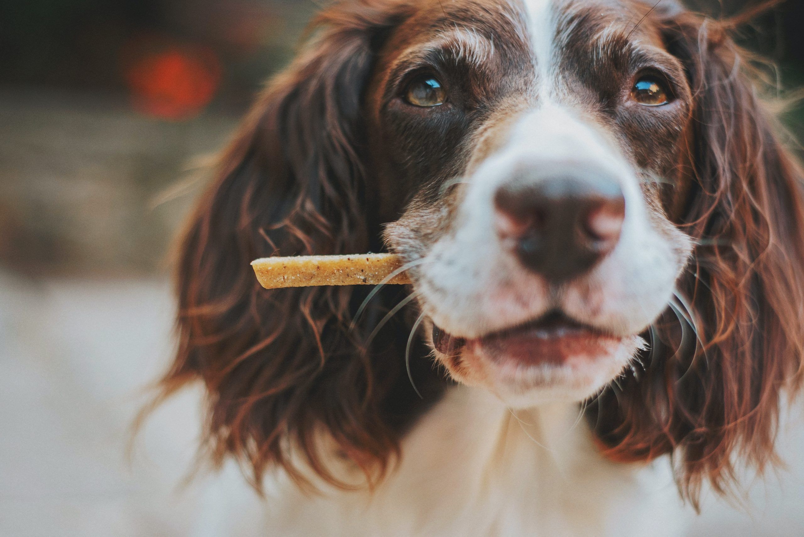 Brown and white dog biting stick