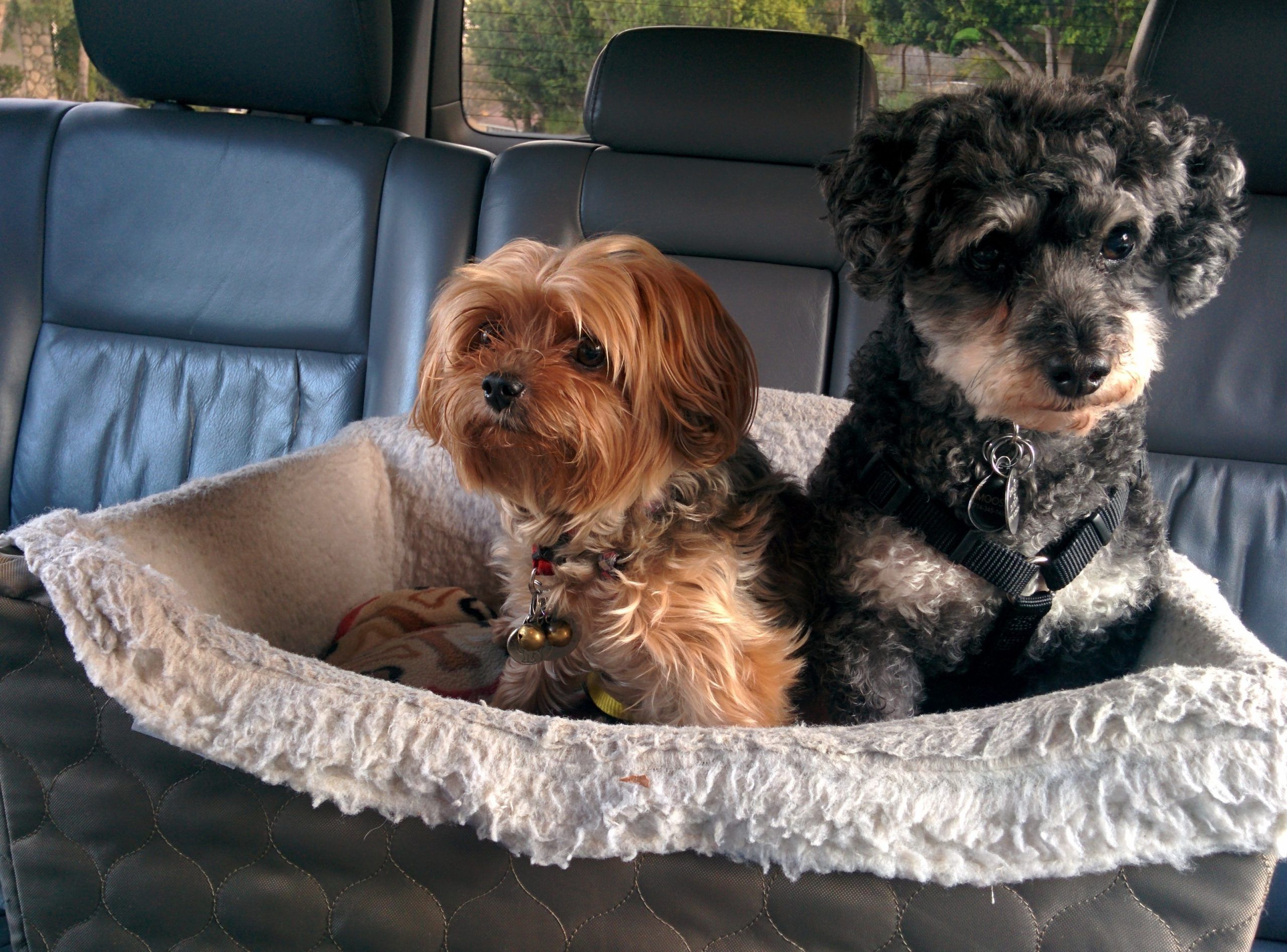 Dogs on back seat of car