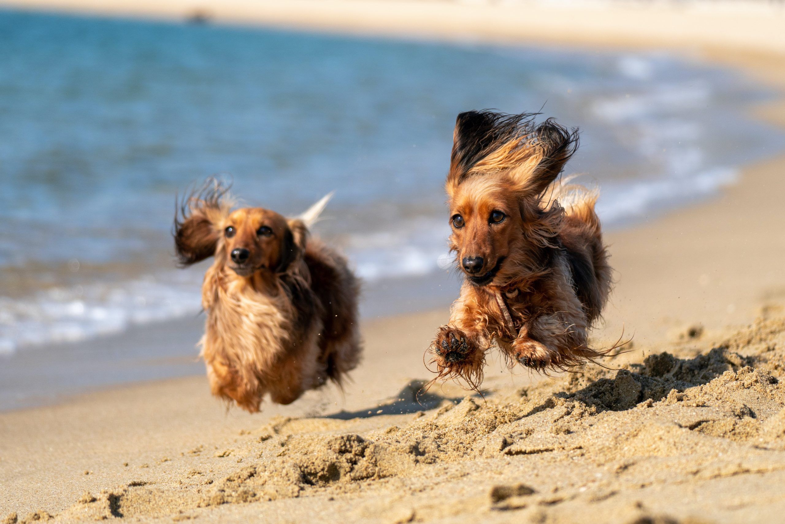 Dachshund on beach