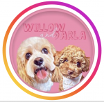willow.the_cavachon