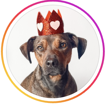 @phoenixthebullyxjrt